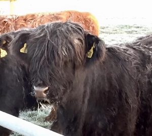 Chilly morning, frosty cattle