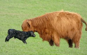 Another embryo transfer calf