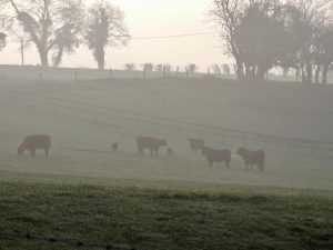 Misty murky morning