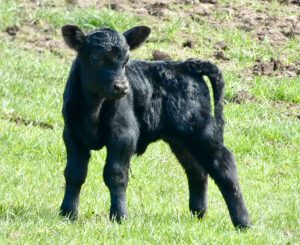 2 day old bull calf