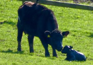 Bull calf for Wessex delightful