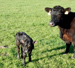 Heifer calf for Wessex ellie