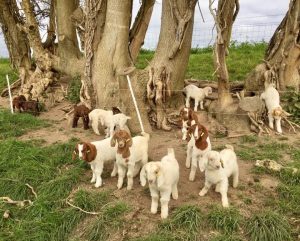 The goat kids love these trees roots