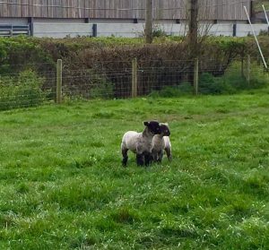 Twin lambs