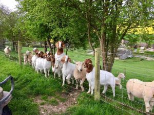 Last years goat kids and gimmer lambs