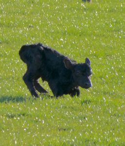 Heifer calf