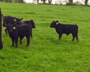 Some great shaped calves so far this year