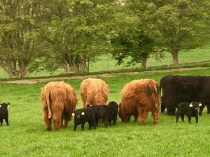 Some of the highland surrogates and their Lowline embryo calves