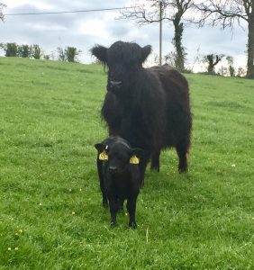 Highland surrogate and her Lowline calf