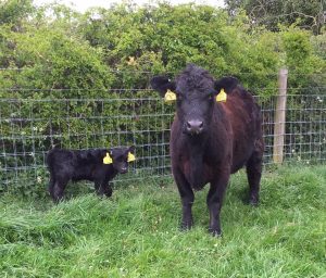 Wessex Eden aka Tiddler and her newborn calf