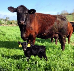 Wessex Eden as a newborn with her big Angus surrogate mum.....you can see why she got nicknamed Tiddler