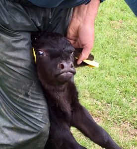 Bull calf for Tiddler