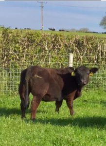 Weaned heifers