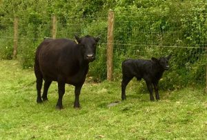 Cracking big bull calf for Alta Chantilly sired by Wessex Calgary