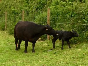 Rain & calves