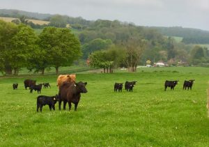 Nursery field